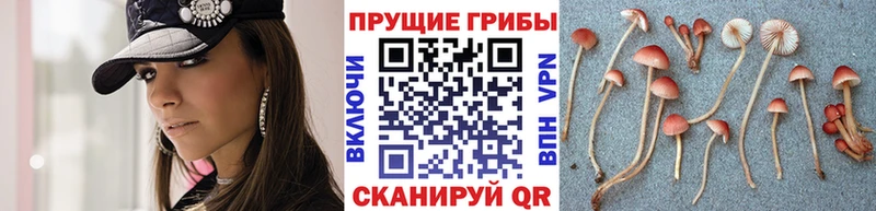 где купить наркотик  Магнитогорск  Галлюциногенные грибы Psilocybine cubensis 